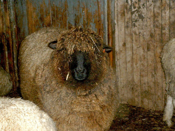 elmartin_farm_sheep_ewe.jpg