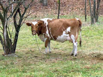 guernsey-cow-0002.jpg