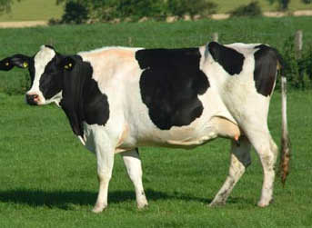 Holstein Friesian Cows